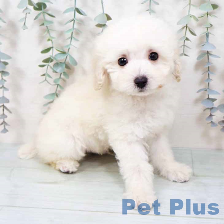 トイ・プードル