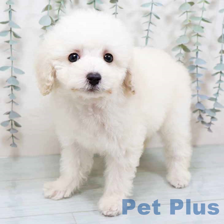 トイ・プードルの写真2