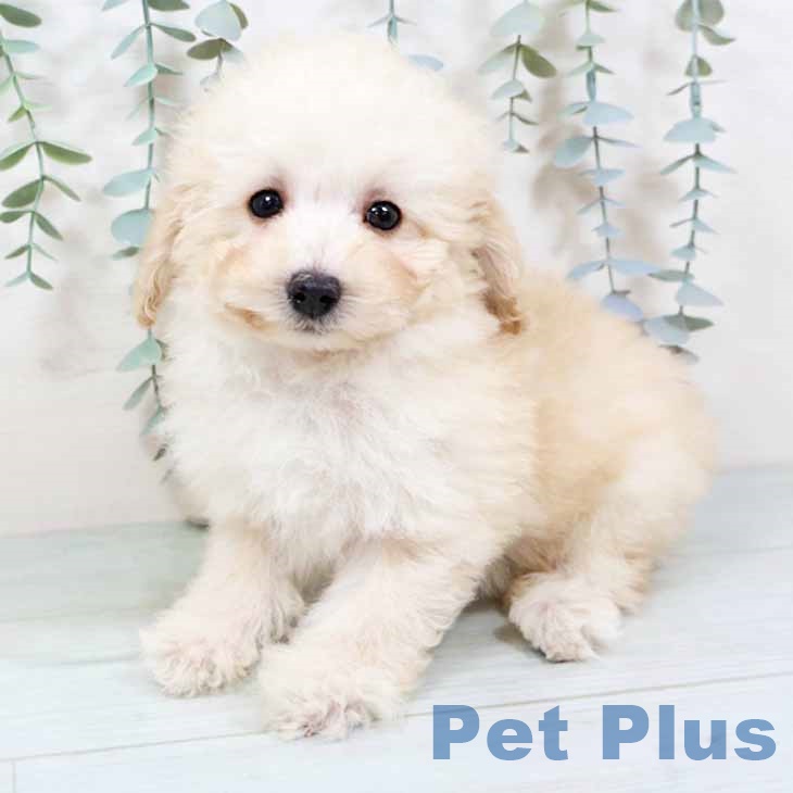 トイ・プードル