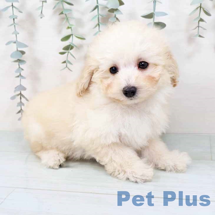 トイ・プードルの写真2