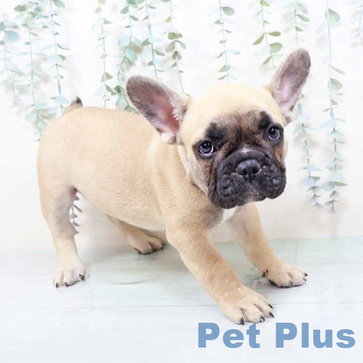 フレンチ・ブルドッグ