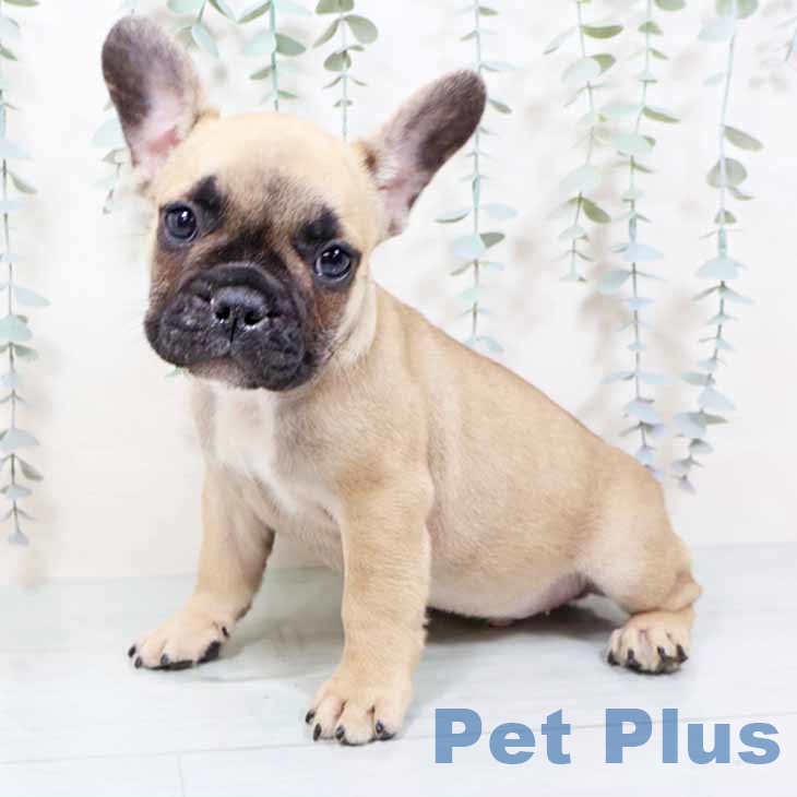 フレンチ・ブルドッグ