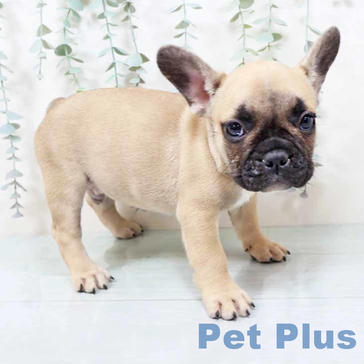 フレンチ・ブルドッグの写真2