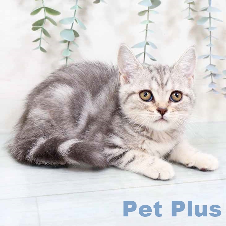 スコティッシュフォールド