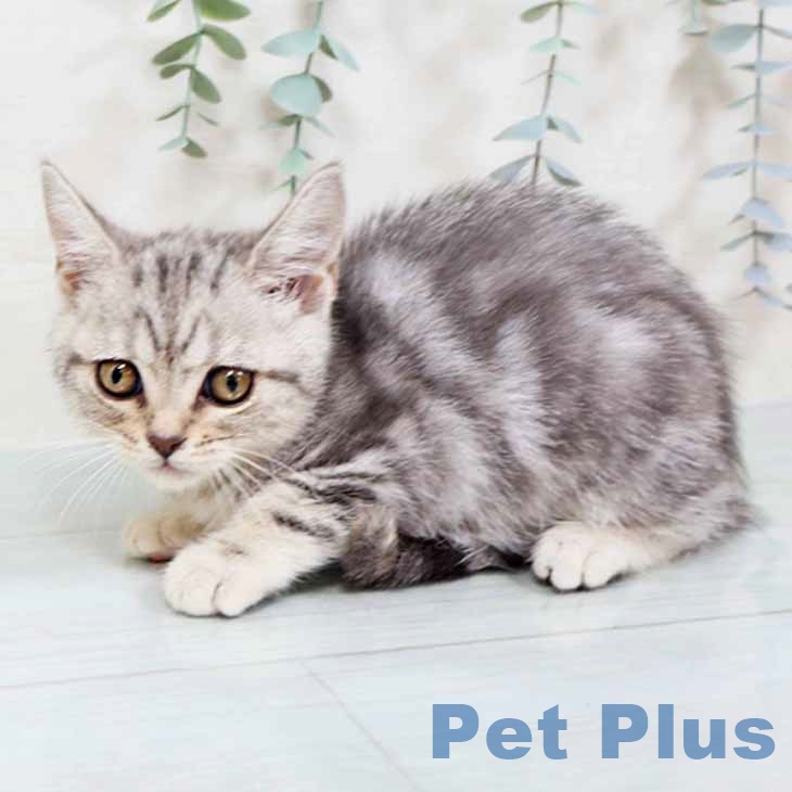 スコティッシュフォールドの写真2