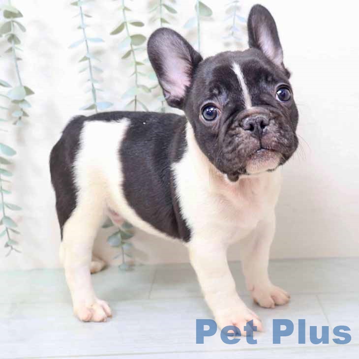 フレンチ・ブルドッグ