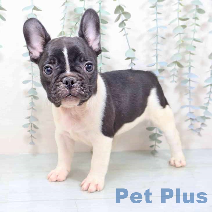 フレンチ・ブルドッグの写真2