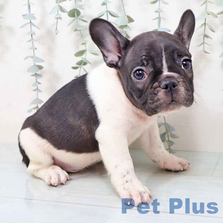 フレンチ・ブルドッグの写真2