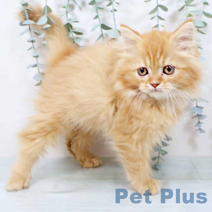 ラガマフィンの写真2