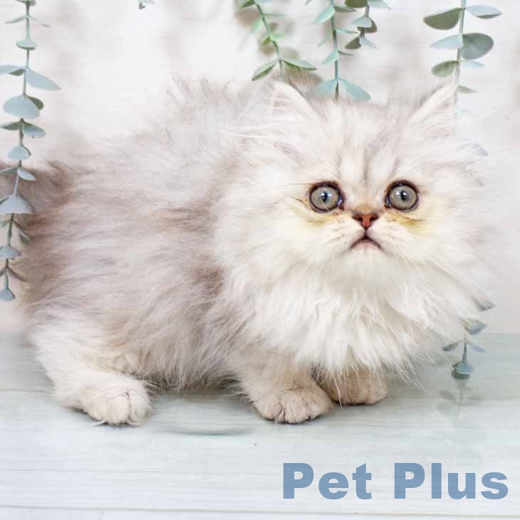 エキゾチックの写真2