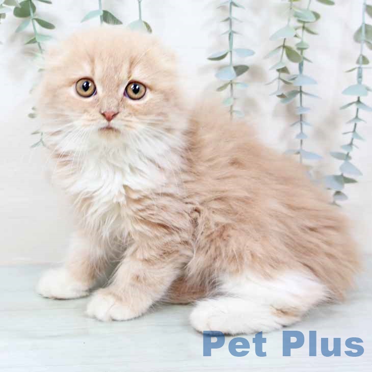 スコティッシュフォールド