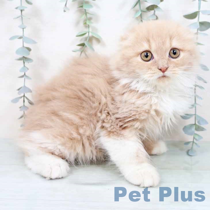 スコティッシュフォールドの写真2