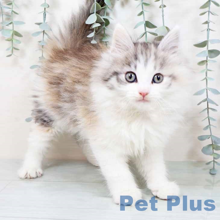 ノルウェージャンフォレストキャット