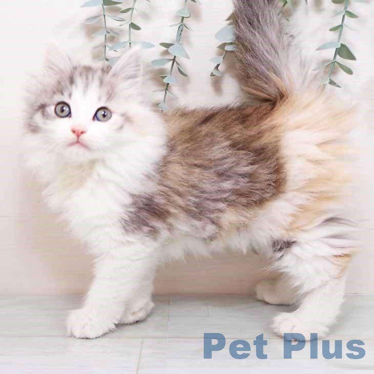 ノルウェージャンフォレストキャットの写真2