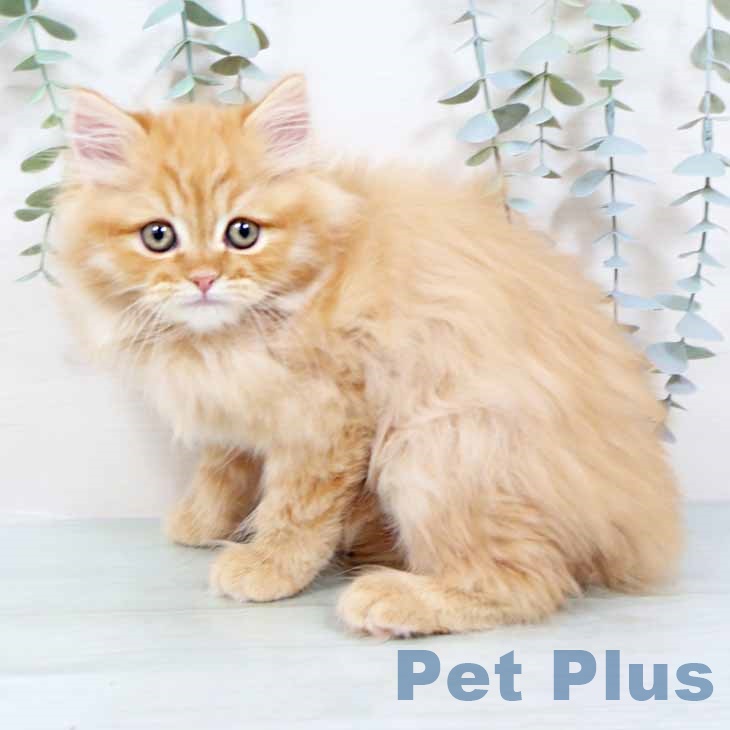 ラガマフィンの写真2