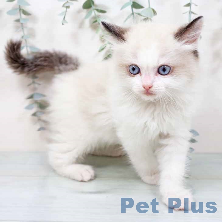 ラグドールの写真2