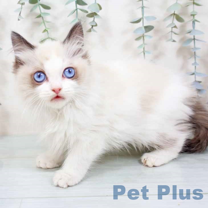 ラグドールの写真2