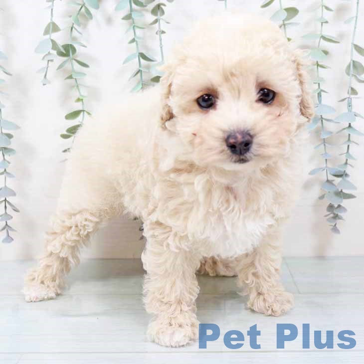 トイ・プードル