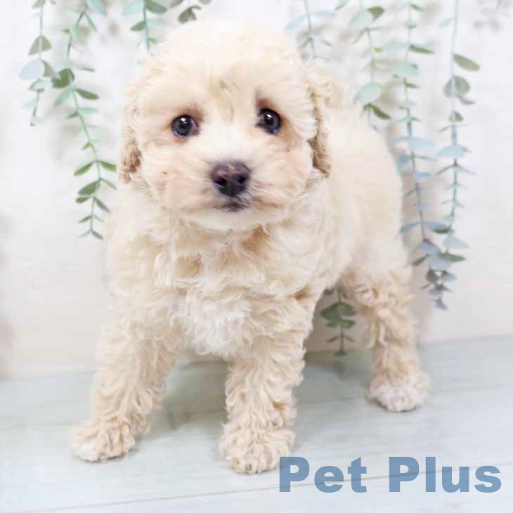 トイ・プードルの写真2