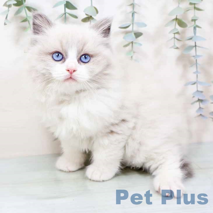 ラグドールの写真2