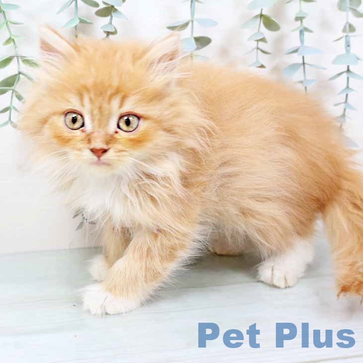 ラガマフィンの写真2