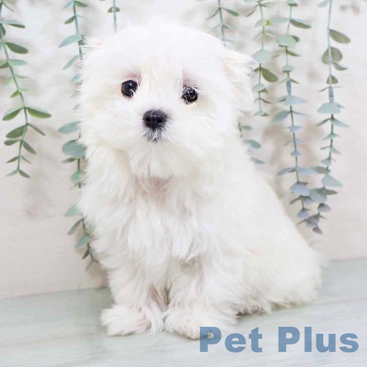 マルチーズの写真2