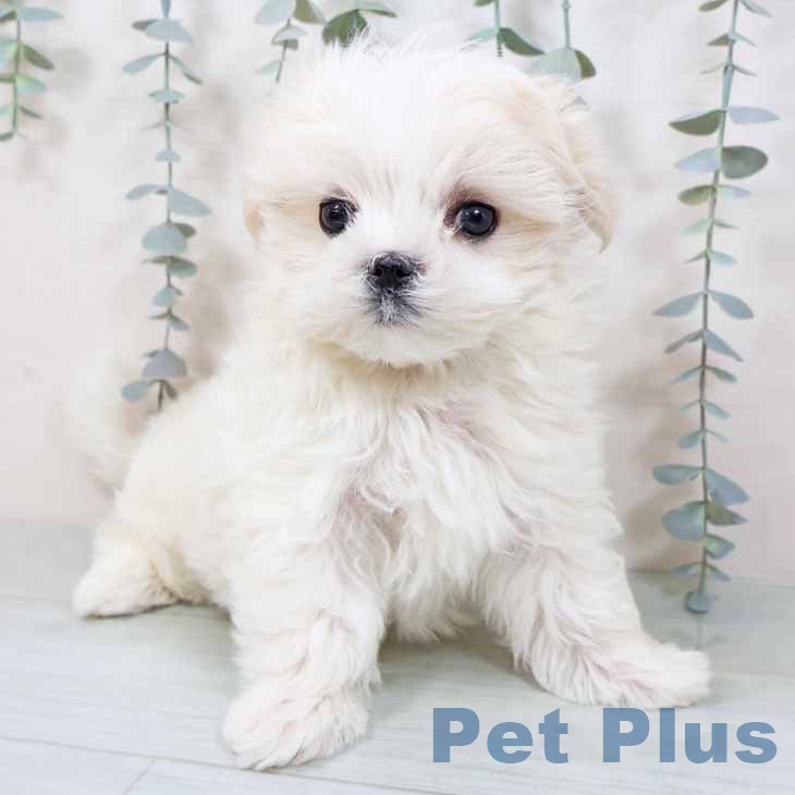 マルチーズの写真2