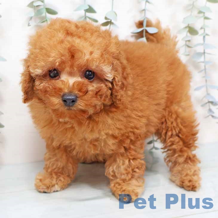 トイ・プードル