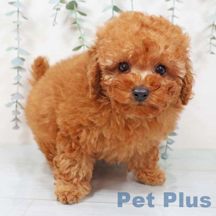 トイ・プードルの写真2