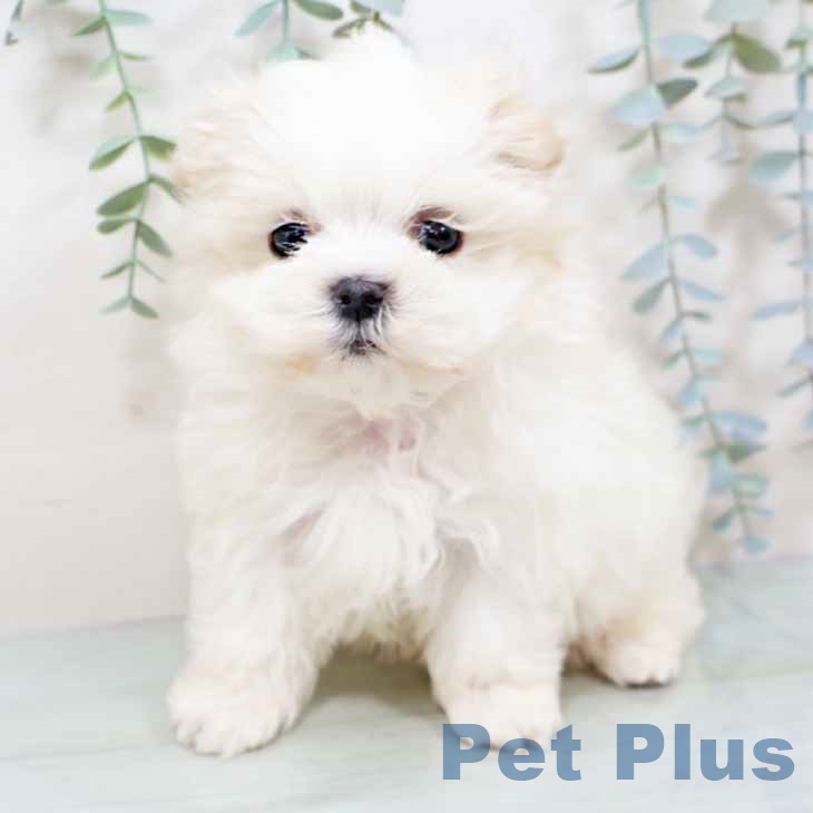 マルチーズの写真2