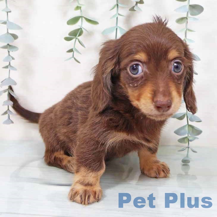 カニーンヘン・ダックスフンド