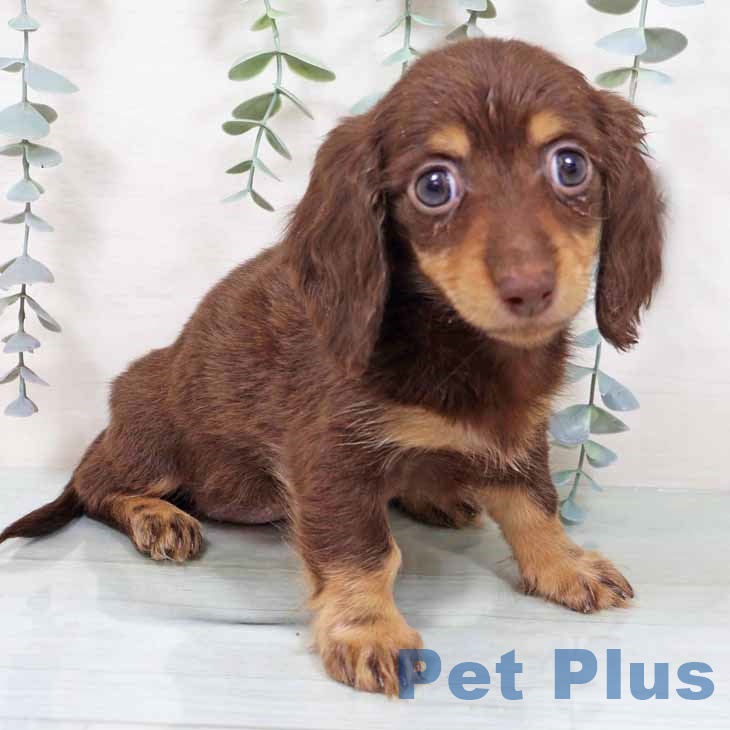 カニーンヘン・ダックスフンド