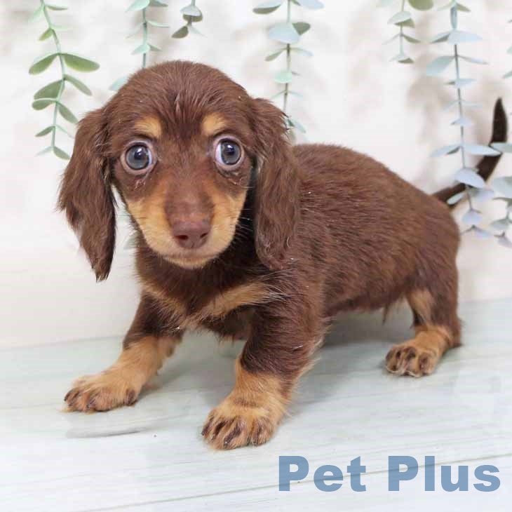 カニーンヘン・ダックスフンドの写真2