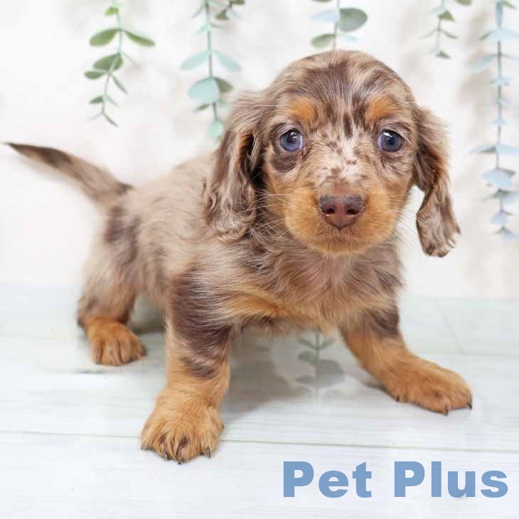 カニーンヘン・ダックスフンド