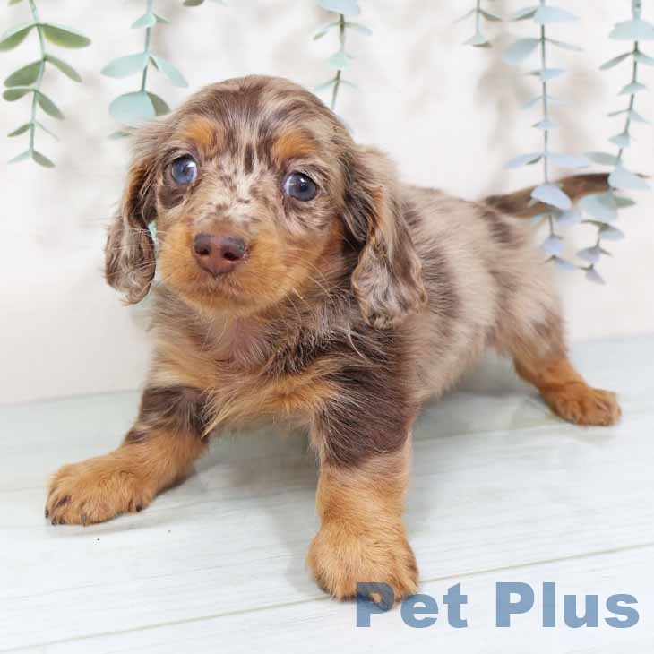 カニーンヘン・ダックスフンドの写真2