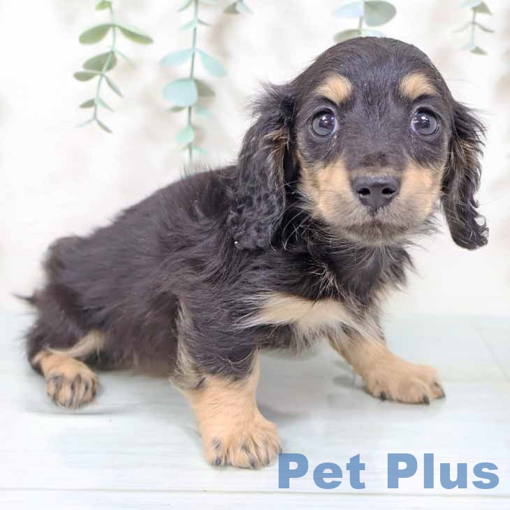 カニーンヘン・ダックスフンド