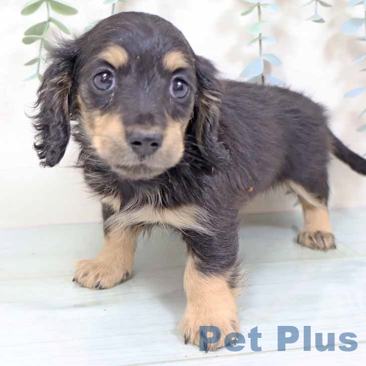 カニーンヘン・ダックスフンドの写真2