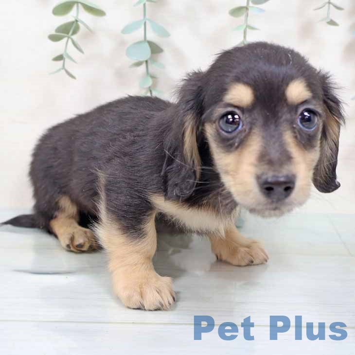 ミニチュア・ダックスフンド