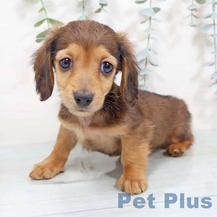 ミニチュア・ダックスフンドの写真2