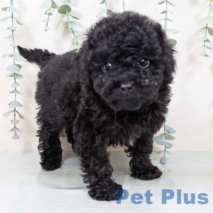 トイ・プードル