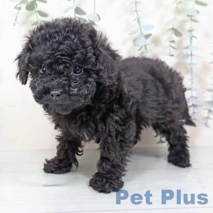 トイ・プードル