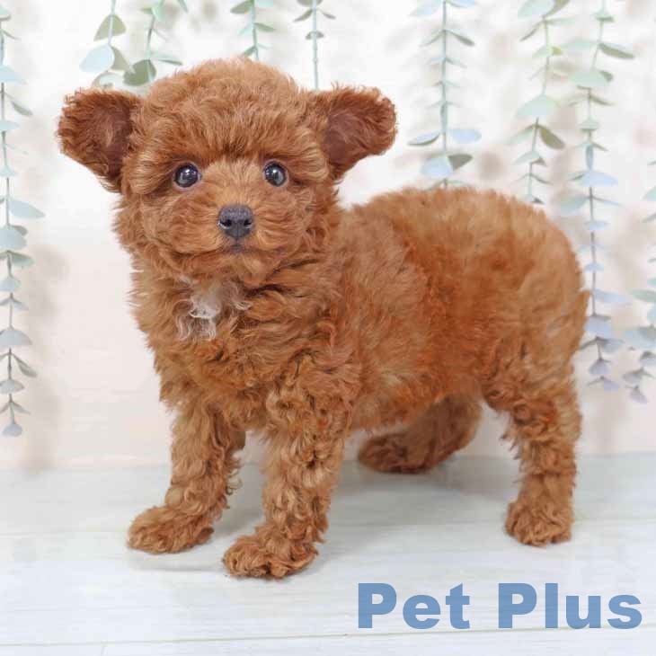 トイ・プードル