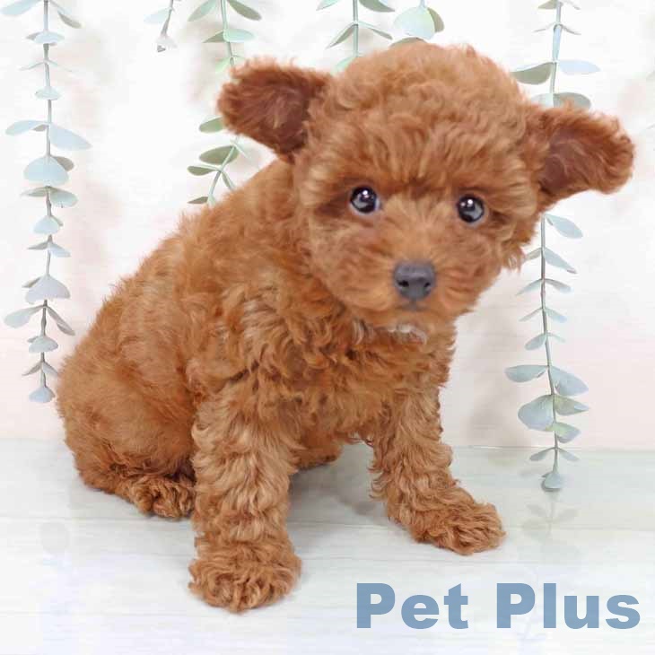 トイ・プードル