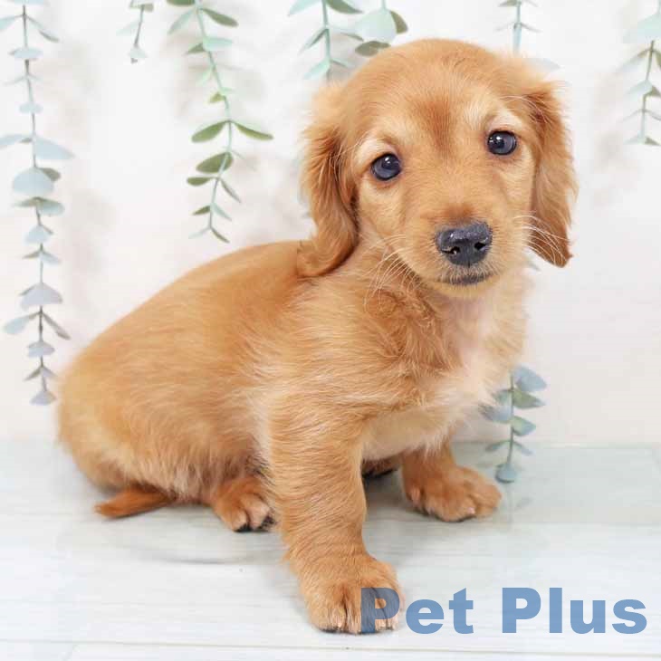 ミニチュア・ダックスフンド