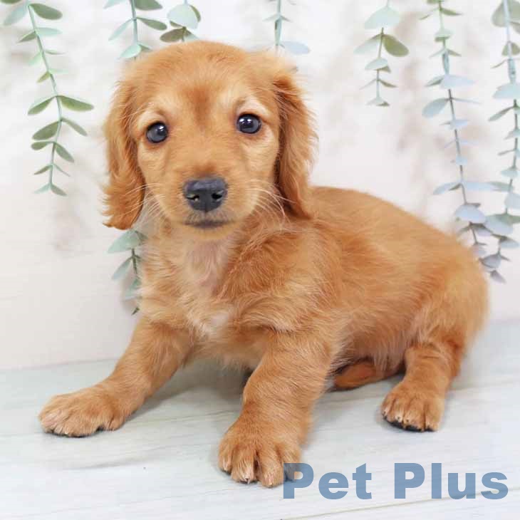 ミニチュア・ダックスフンドの写真2