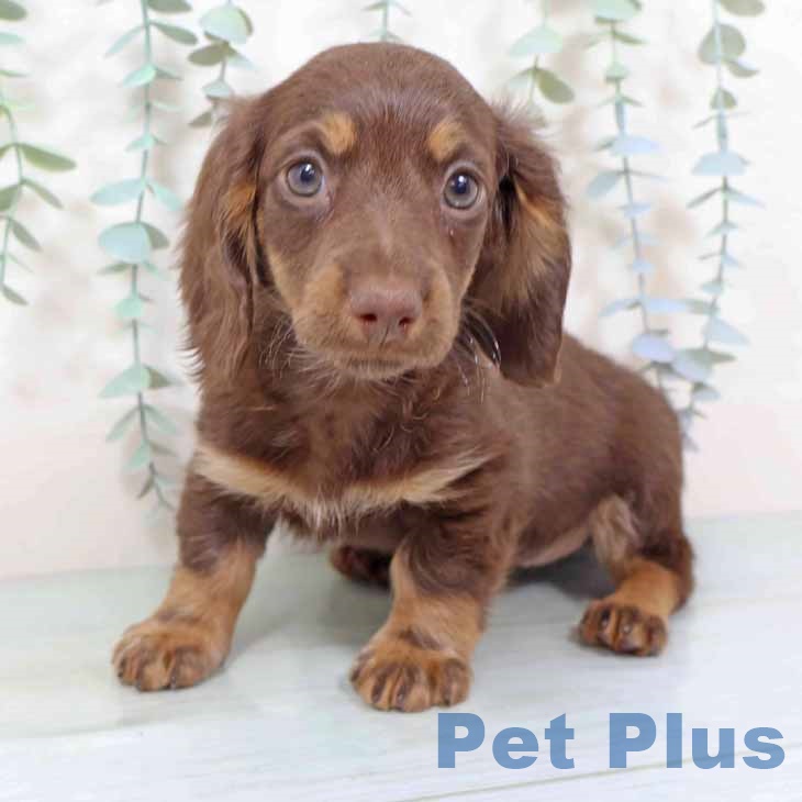 ミニチュア・ダックスフンド