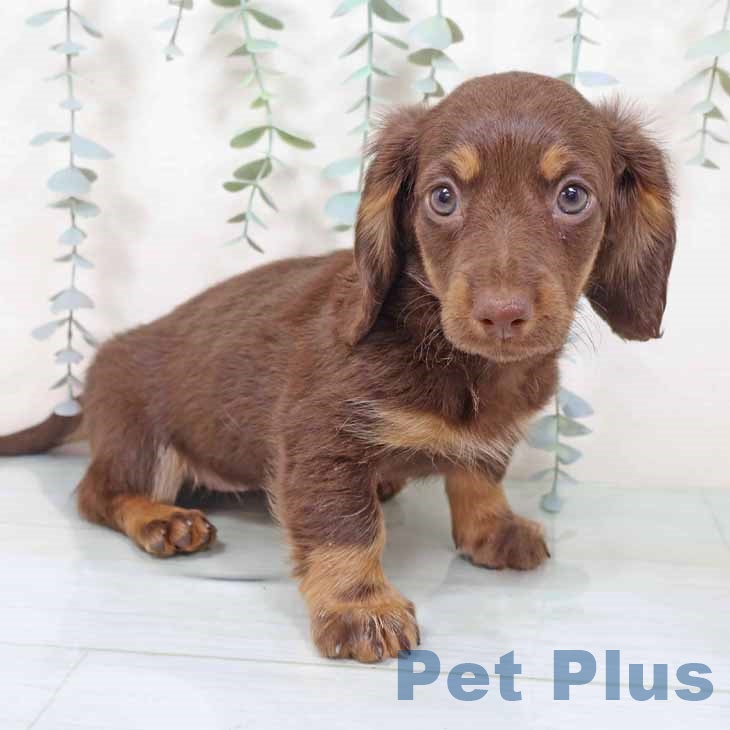 ミニチュア・ダックスフンドの写真2