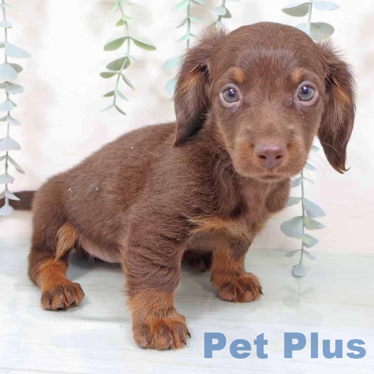 ミニチュア・ダックスフンド