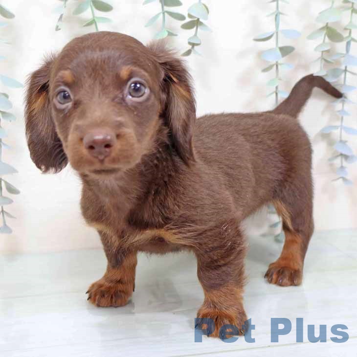 ミニチュア・ダックスフンドの写真2