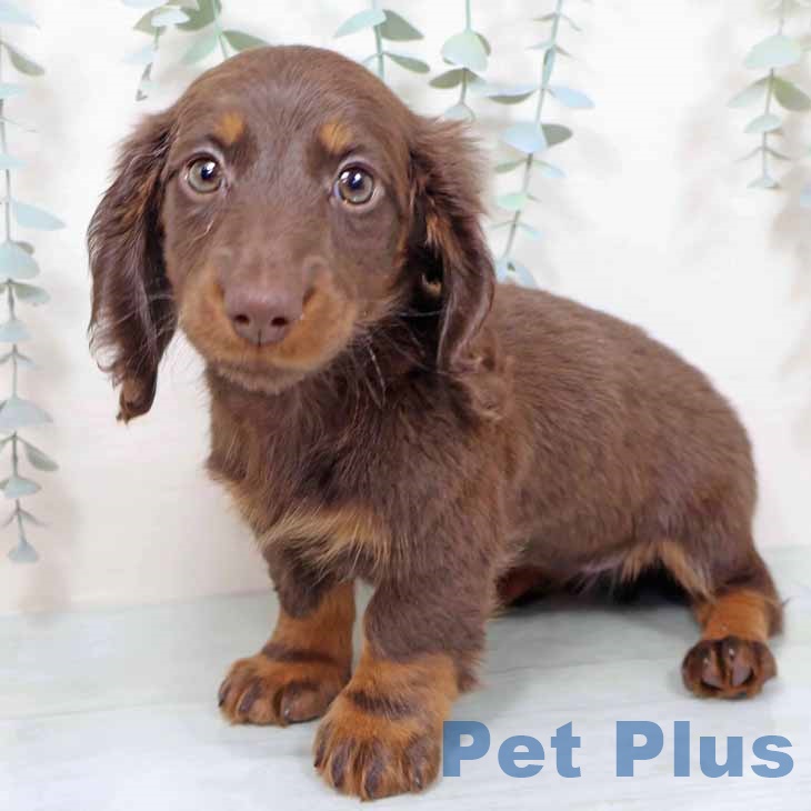 ミニチュア・ダックスフンド